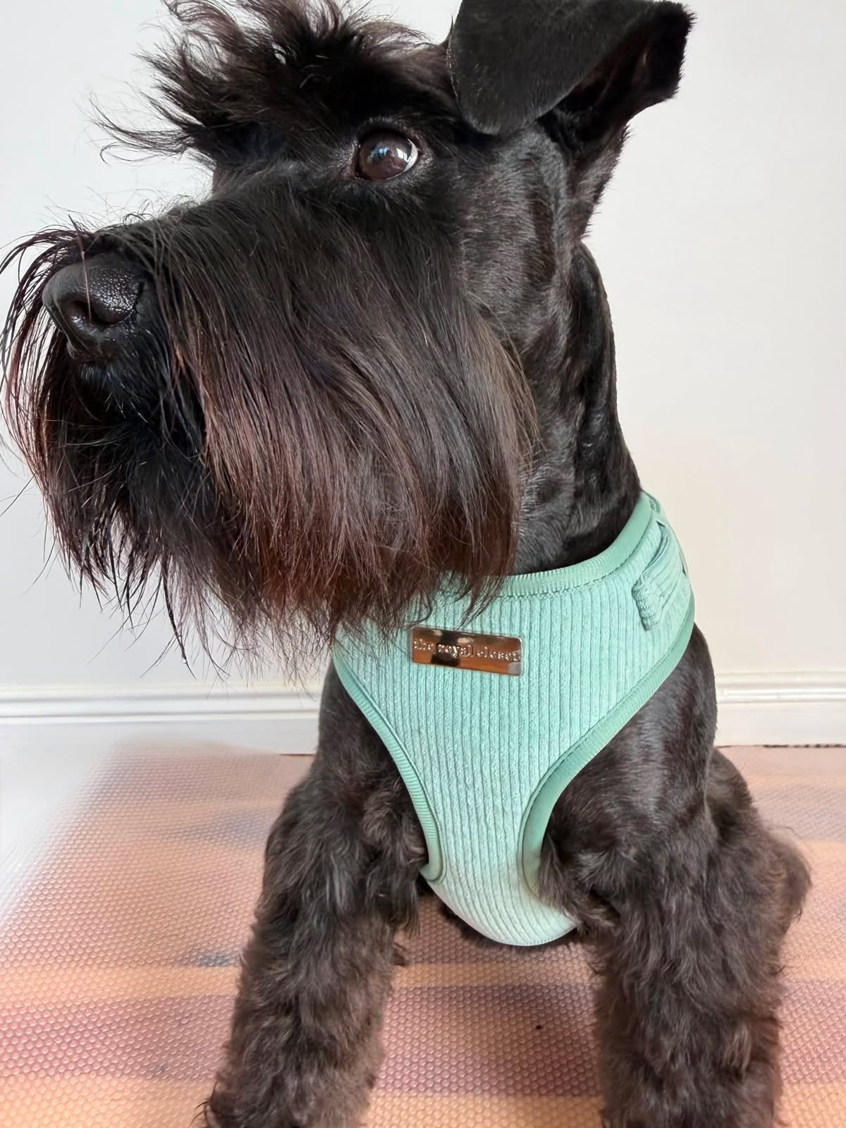 Shauna M (@thatschnauzerbarkley)