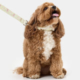 The Teddy Collar