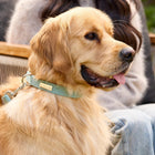 The Cord Collar