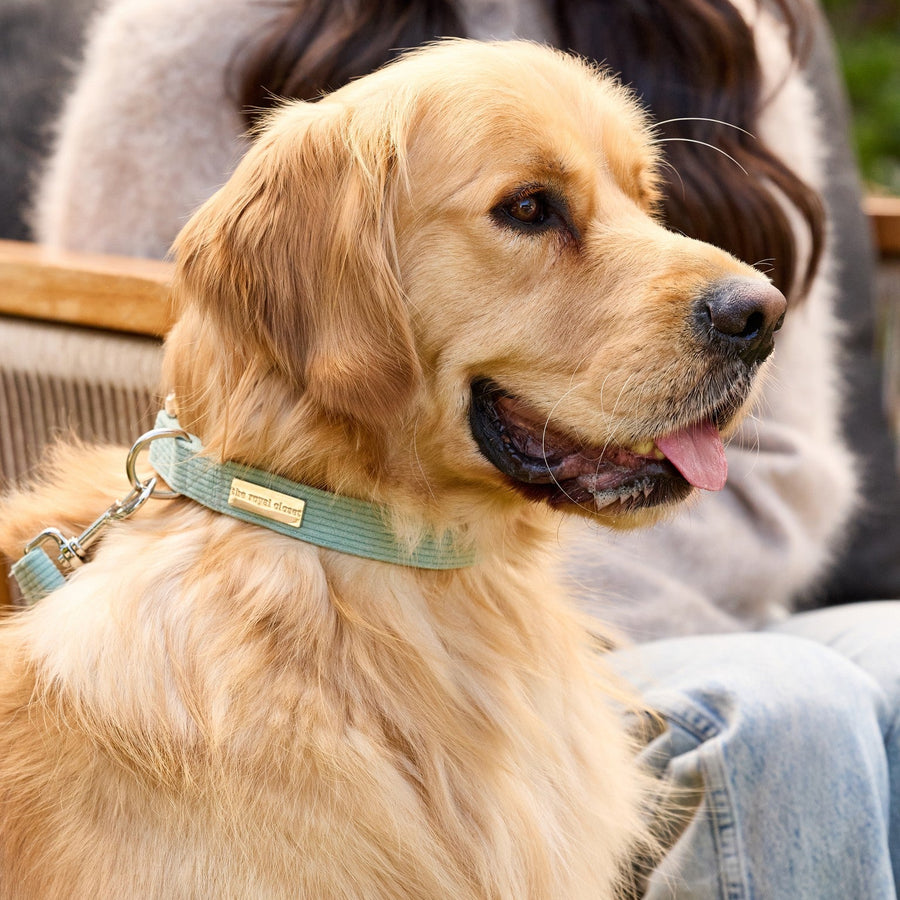 The Cord Collar