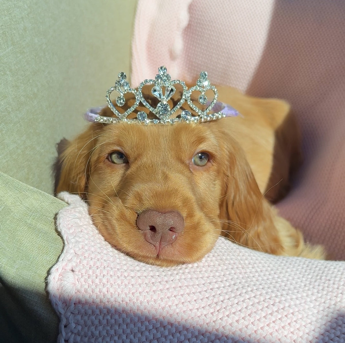 Princess Penny wearing a tiara