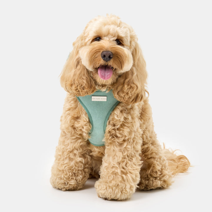 The Cord Harness on Cavoodle Henry — Henry wearing size S