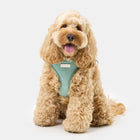 The Cord Harness on Cavoodle Henry — Henry wearing size S