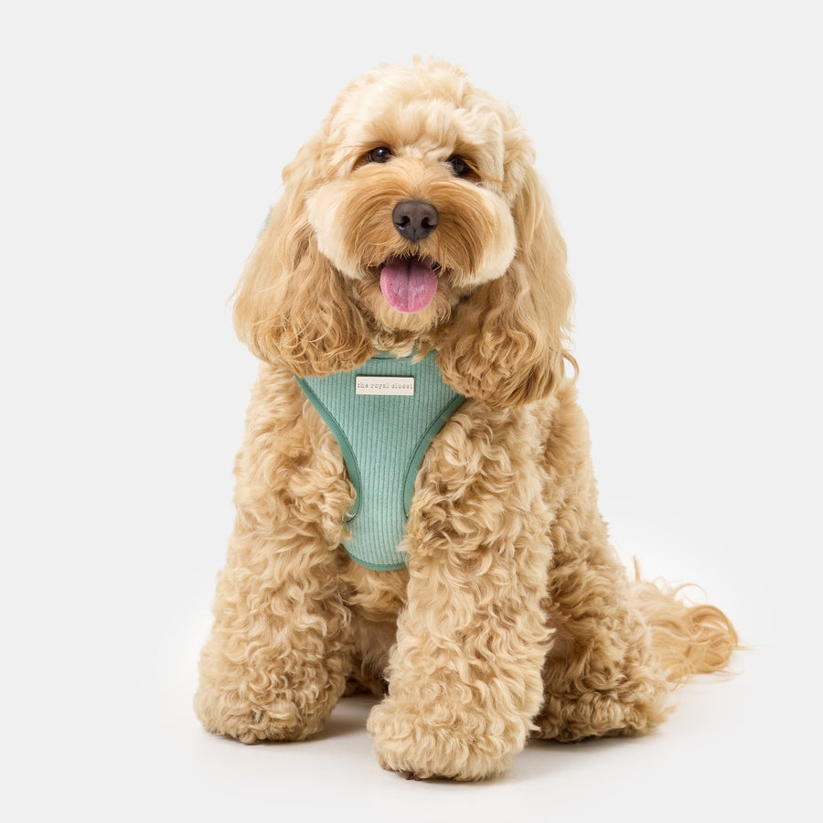The Cord Harness on Cavoodle Henry — Henry wearing size S