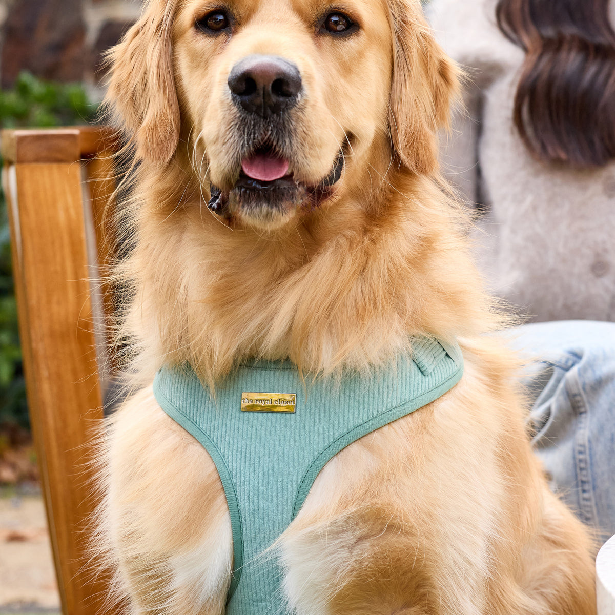 The Cord Harness on Golden Retriever Sully - front view