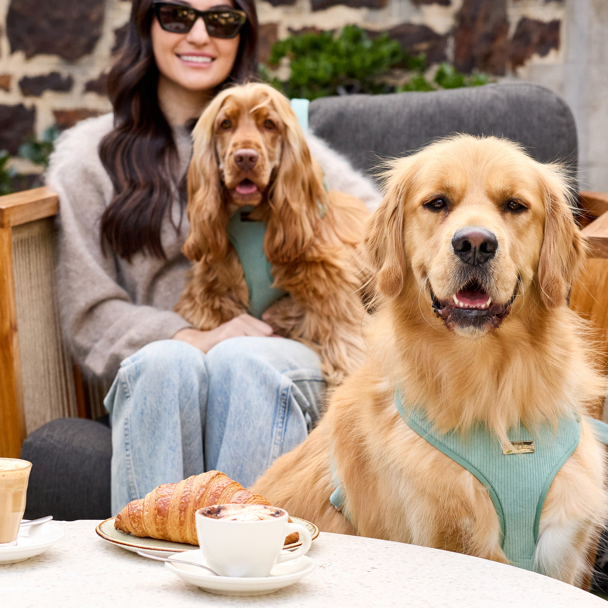 The Cord Harness on Golden Retriever Sully - cafe lifestyle view