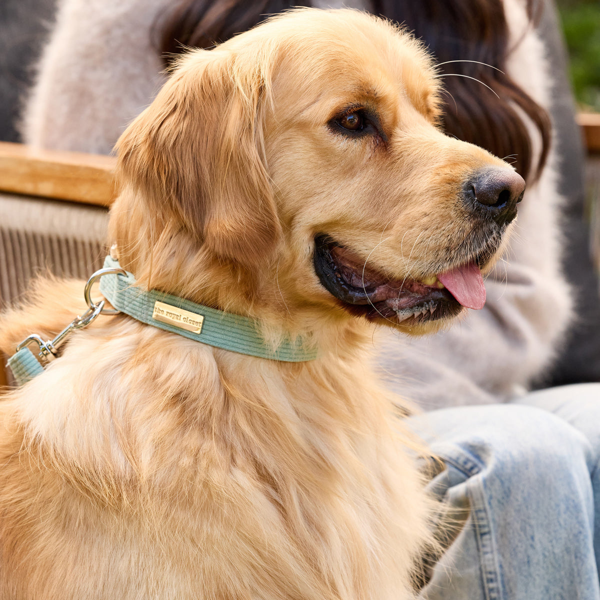 The Cord Harness on Golden Retriever Sully - side profile detail
