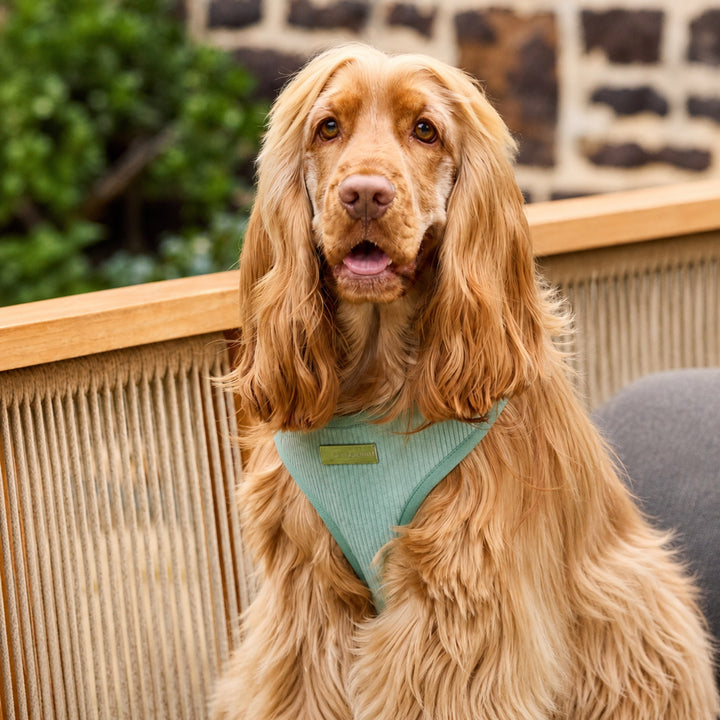 The Cord Harness on Penny — Penny wearing size M