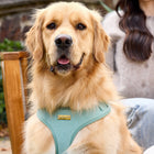 The Cord Harness on Golden Retriever Sully — Sully wearing size L