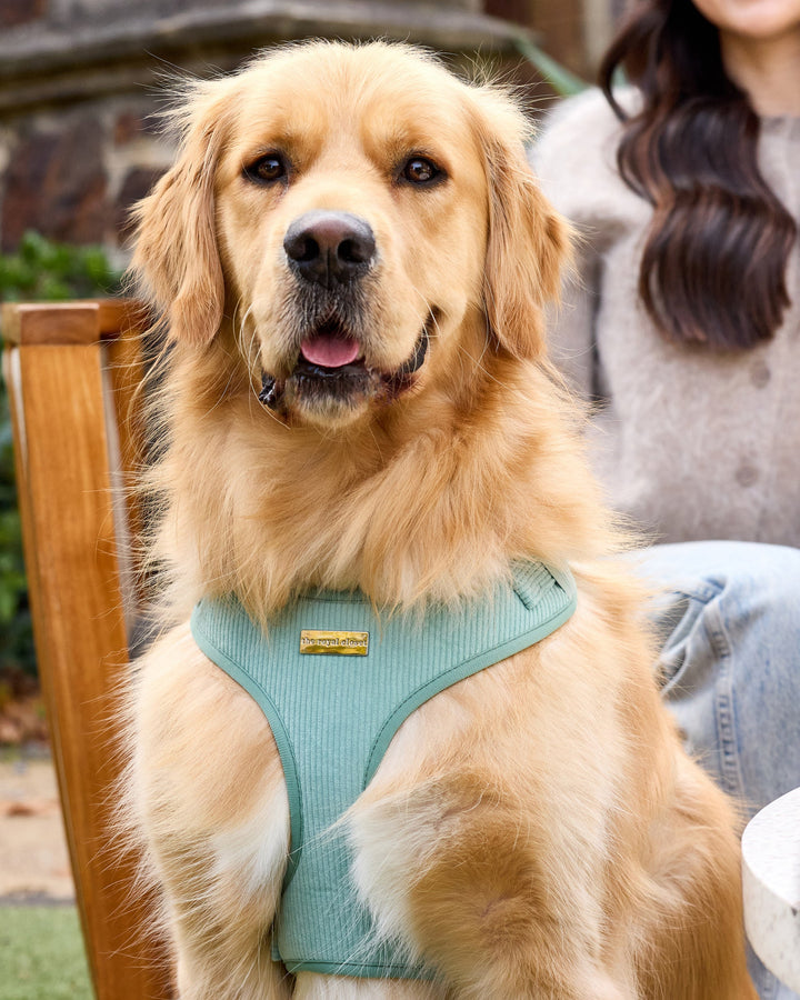 The Cord Harness on Golden Retriever Sully — Sully wearing size L