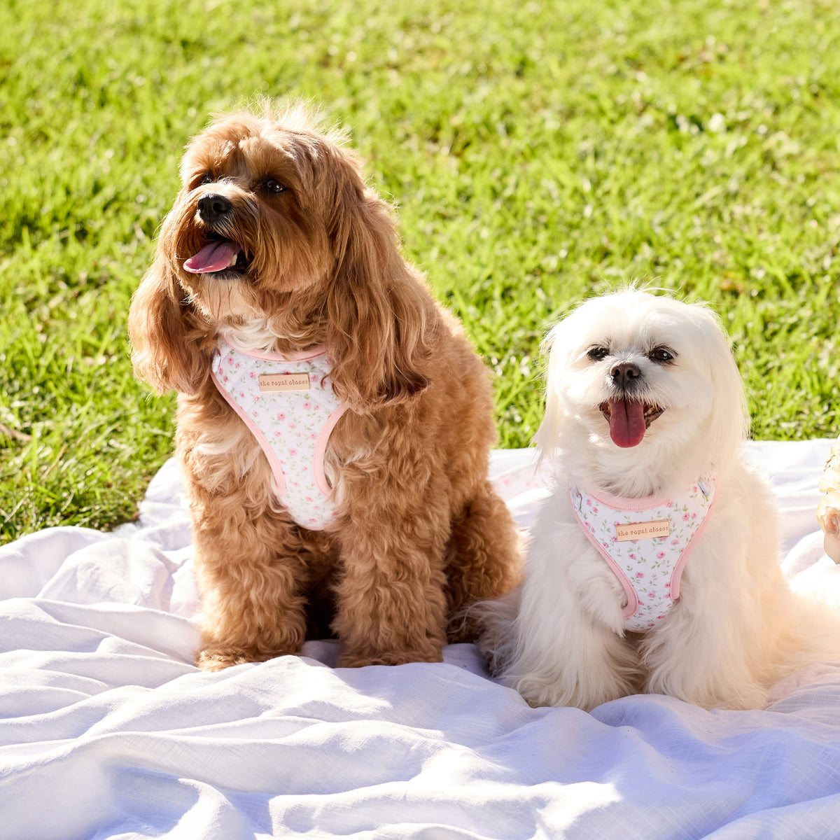 The Rose Harness on Rosie and Chloe with rose basket