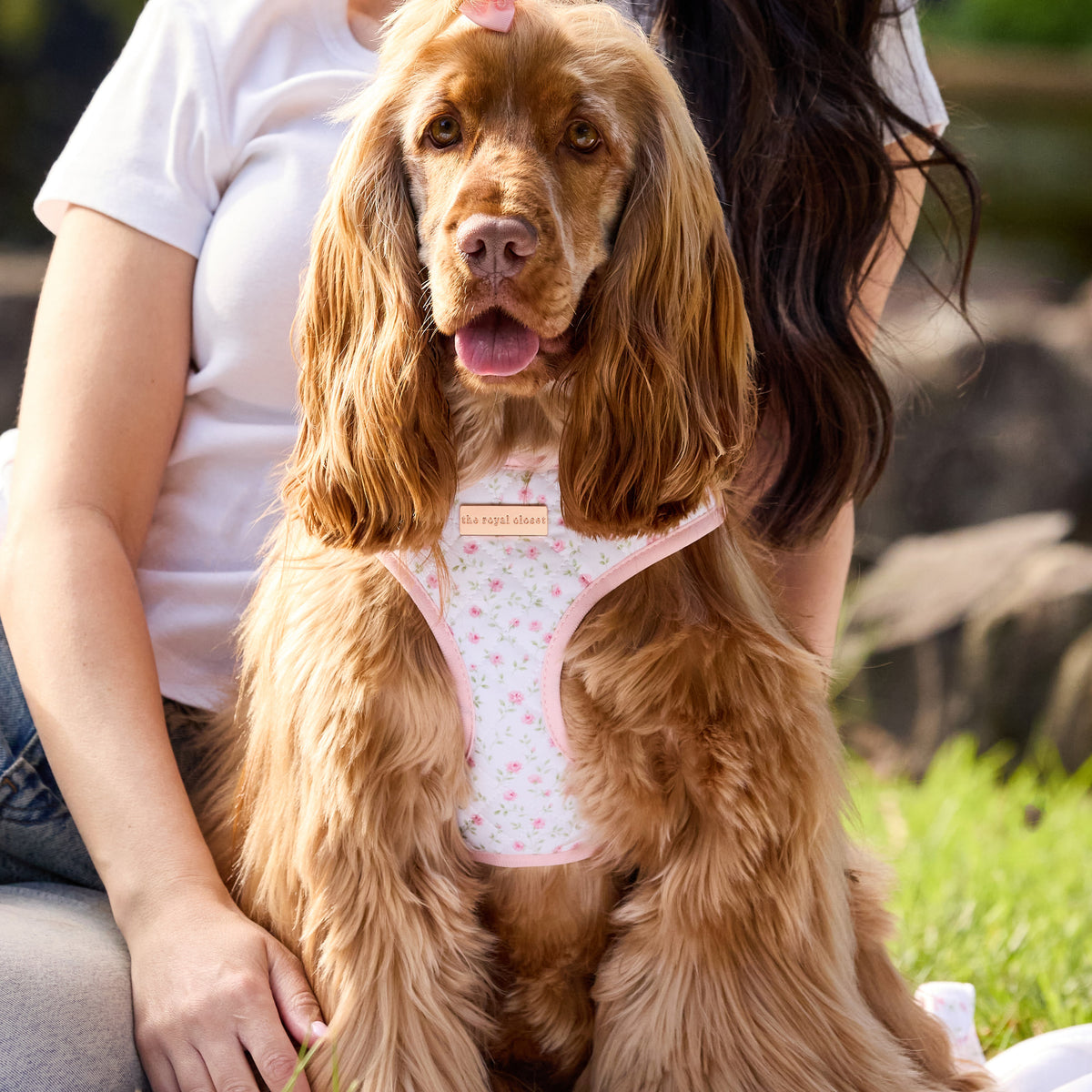 The Rose Harness on Penny with bow