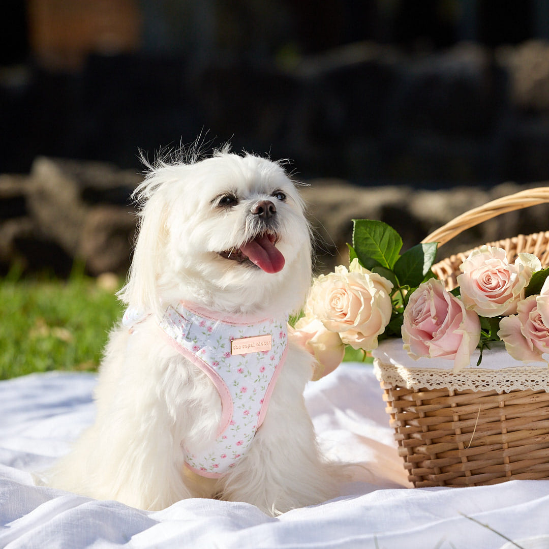 The Rose Harness on Chloe beside rose basket