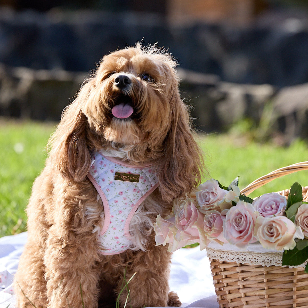The Rose Harness on Rosie beside rose basket