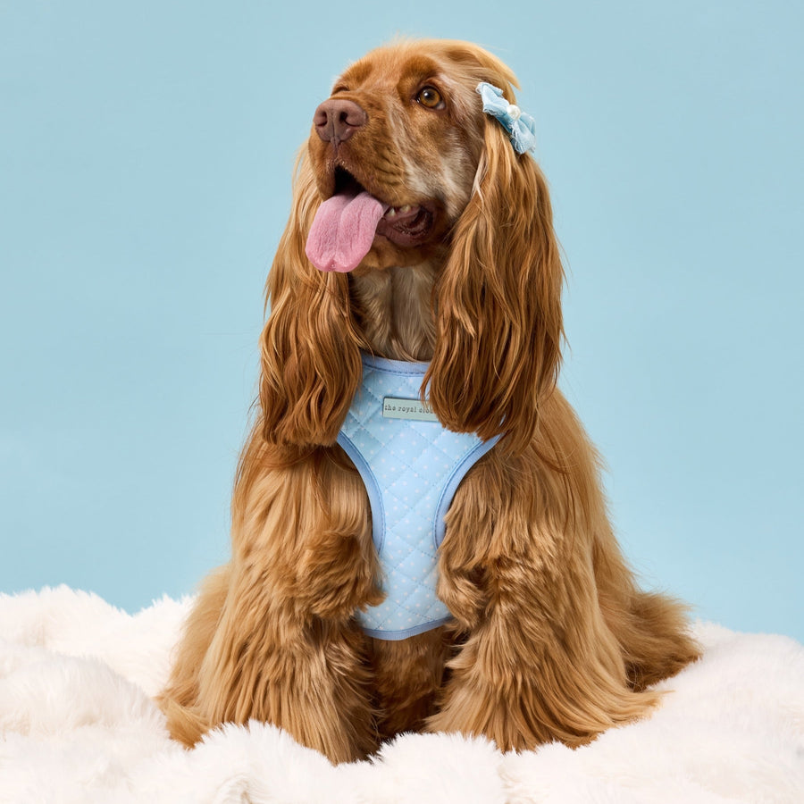 Penny wearing size M