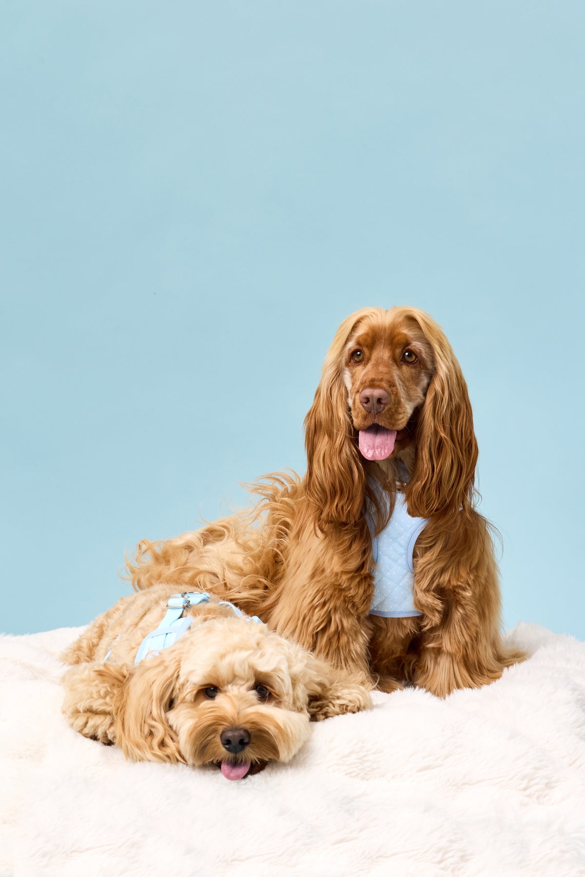 Penny and Rosie wearing The Dot Harness