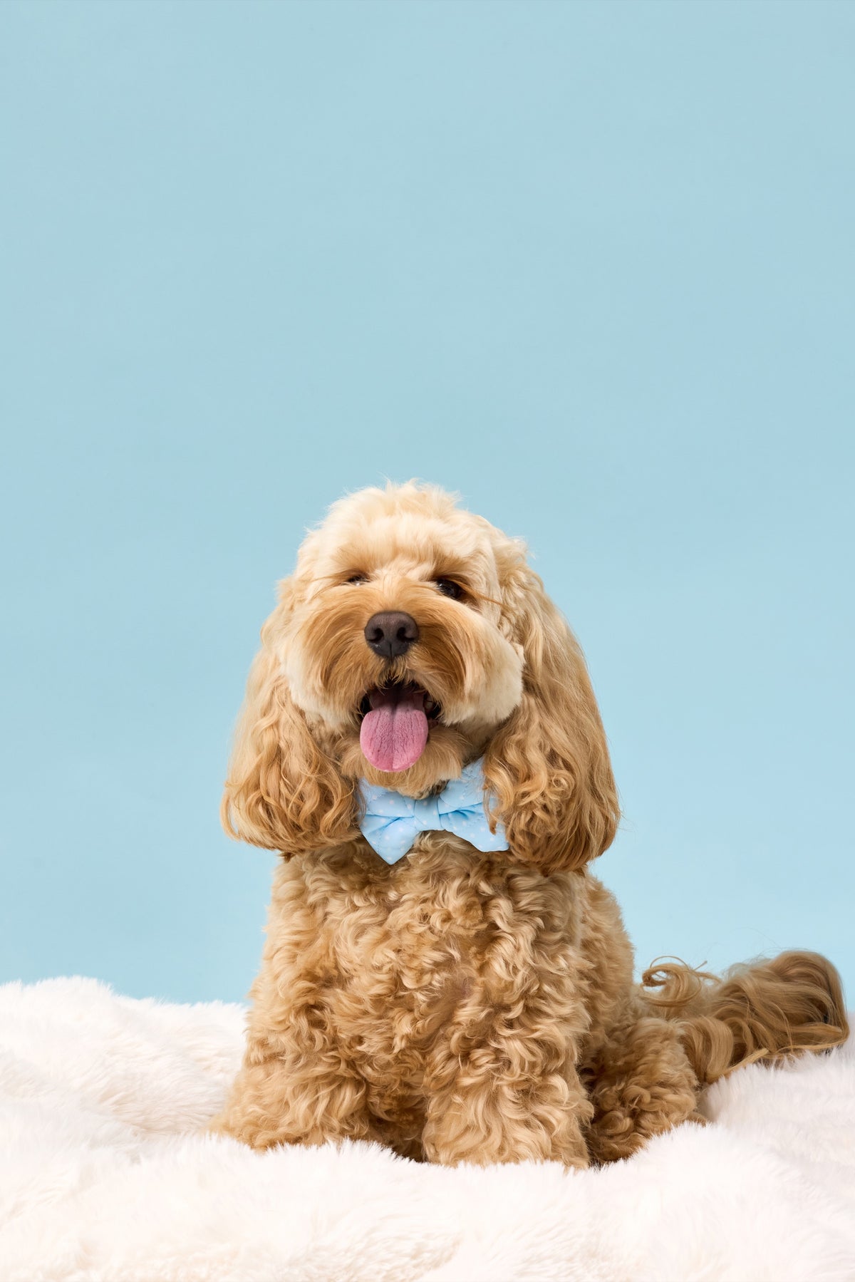 Rosie wearing The Dot bow