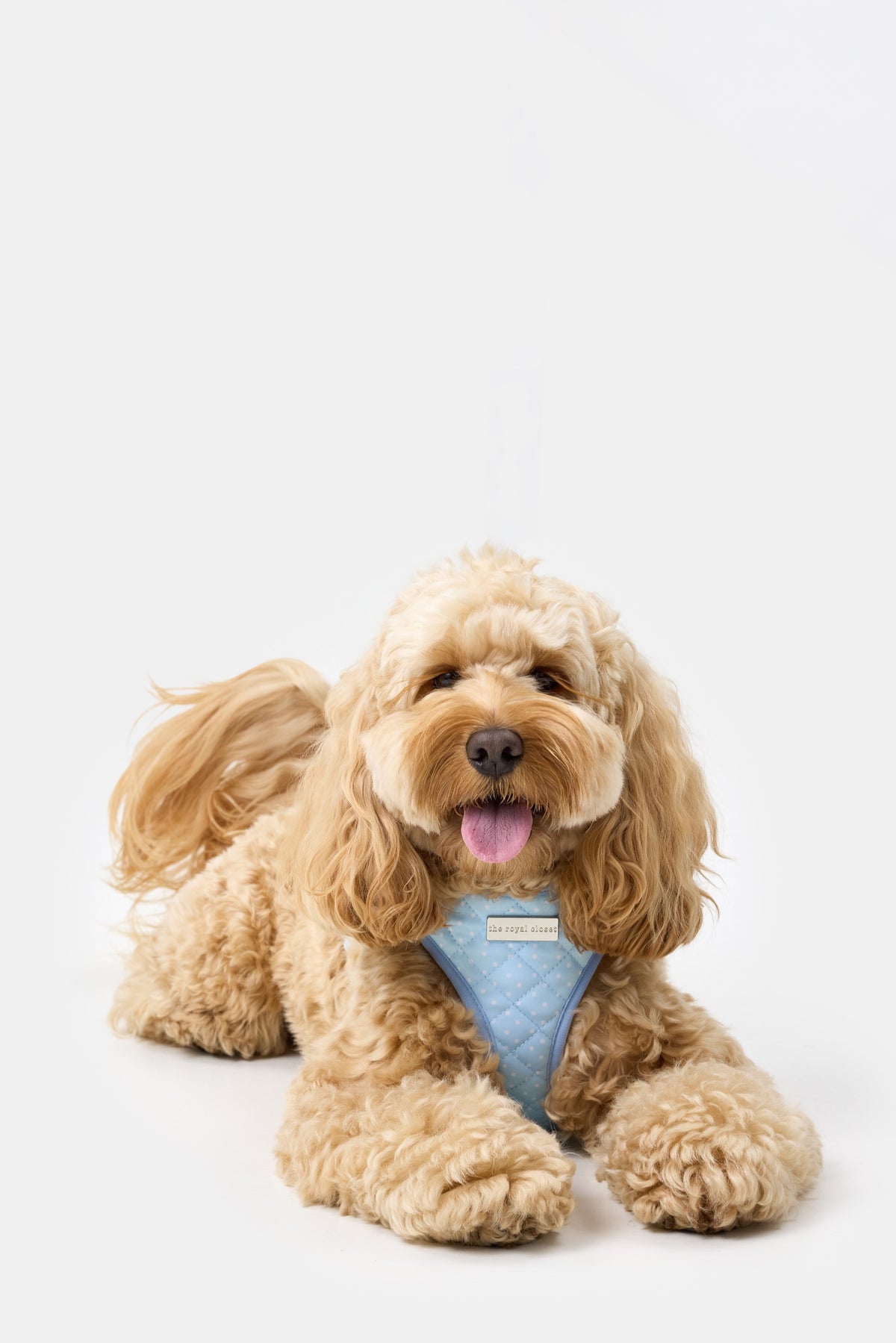 Rosie wearing The Dot Harness