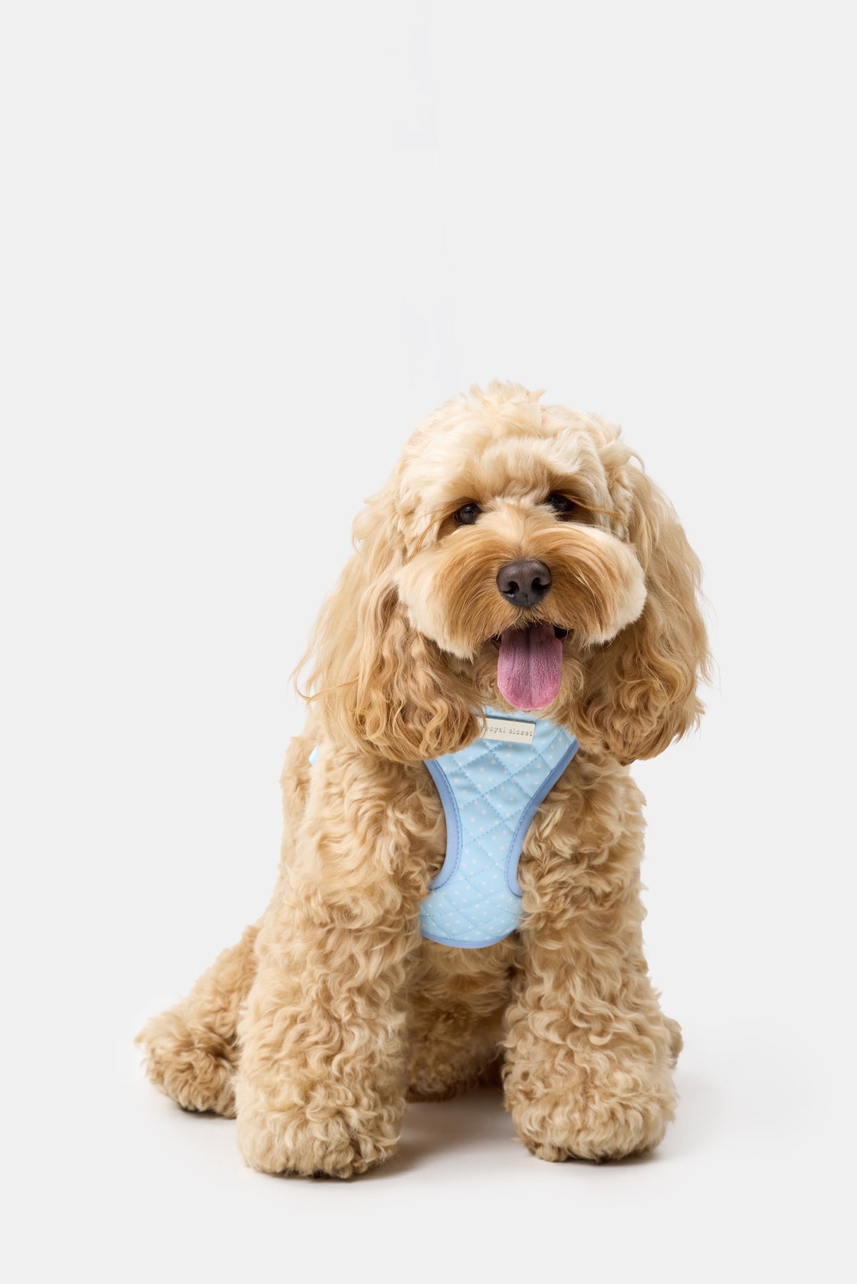 Rosie wearing The Dot Harness