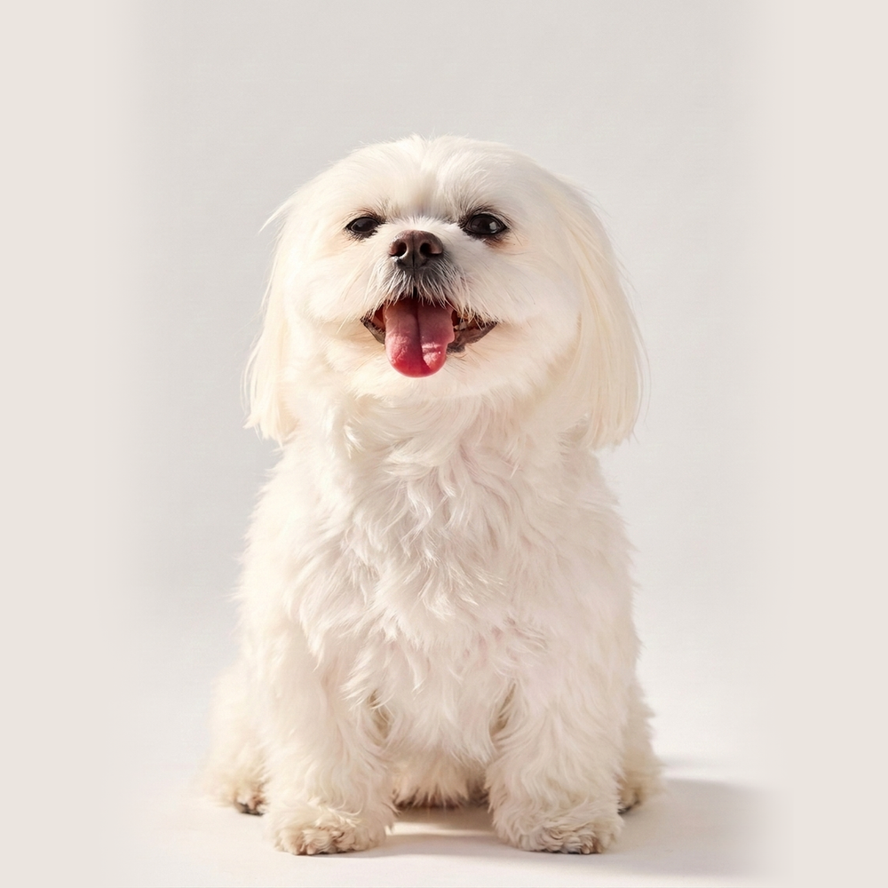 Chloe, a Maltese cross Shih Tzu, wearing size XS