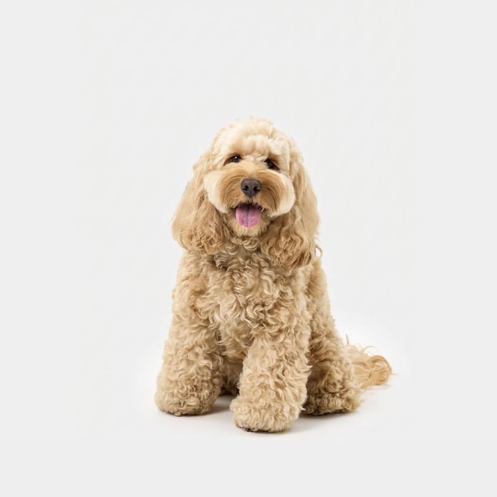 Henry, a Cavoodle, wearing size S