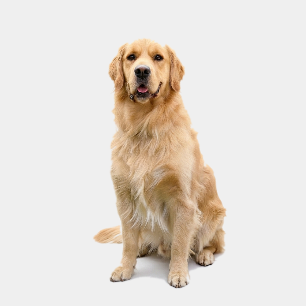Sully, a Golden Retriever, wearing size L