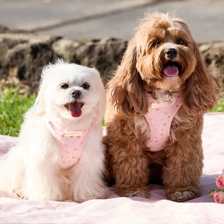Chloe wearing size XS & Rosie wearing size S