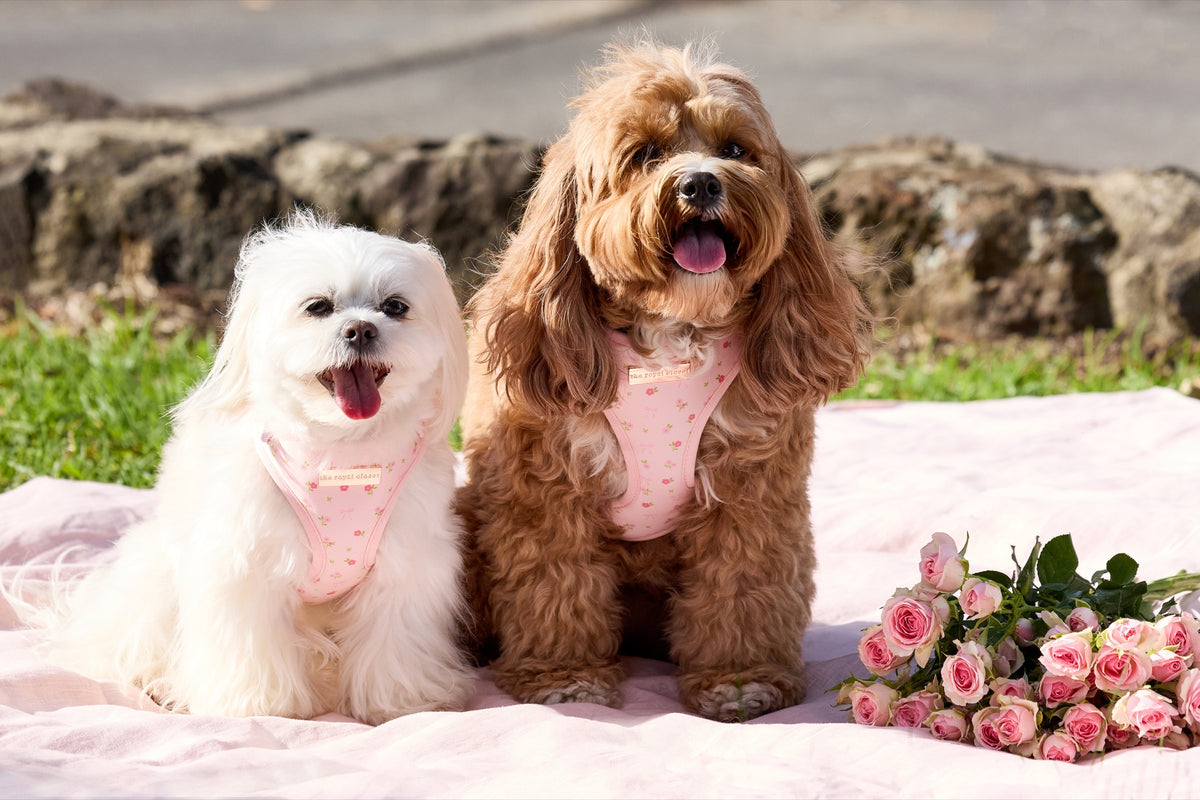 Chloe and Rosie wearing The Floral Harness