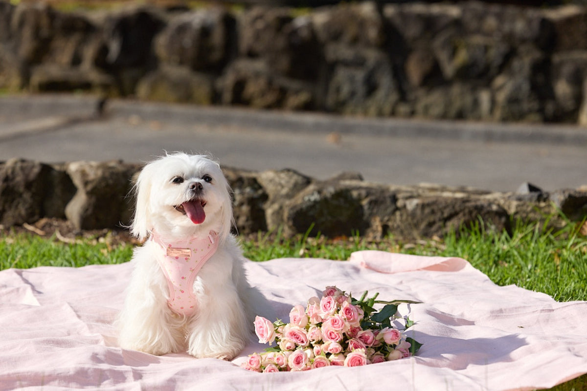 Chloe wearing The Floral Harness