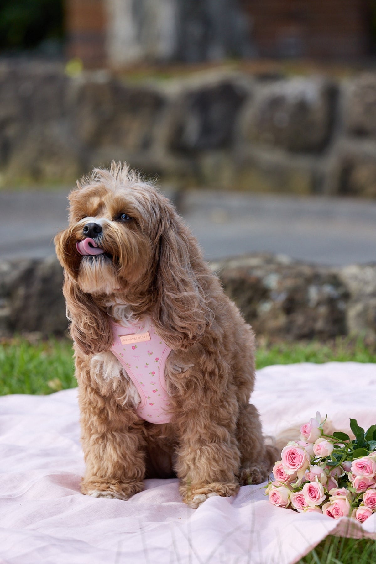 Rosie wearing The Floral Harness