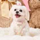 Chloe wearing size XS