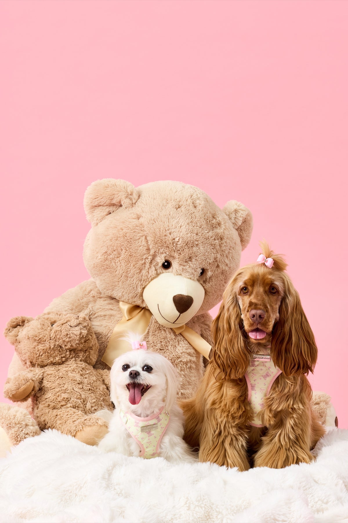 Chloe and Penny wearing The Teddy Harness
