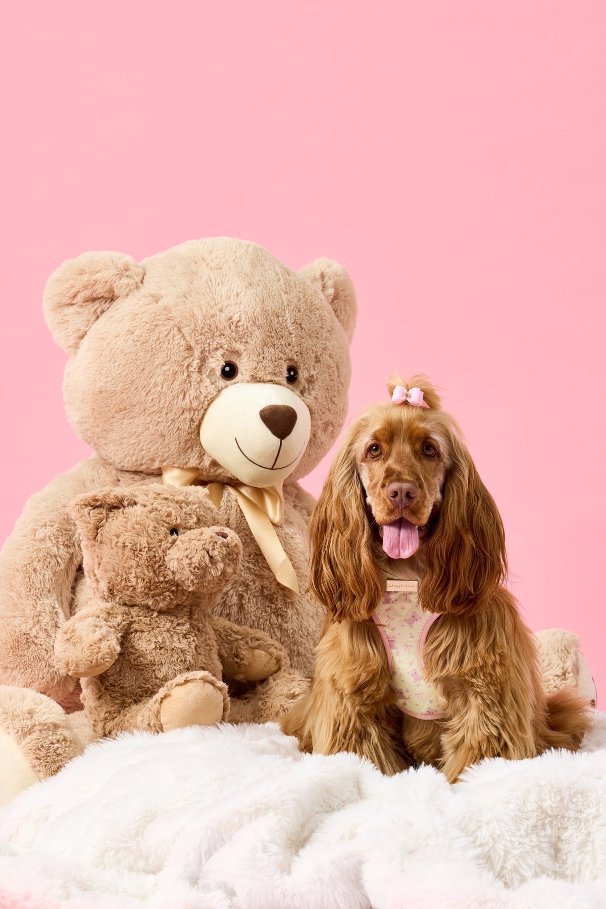 Penny wearing The Teddy Harness