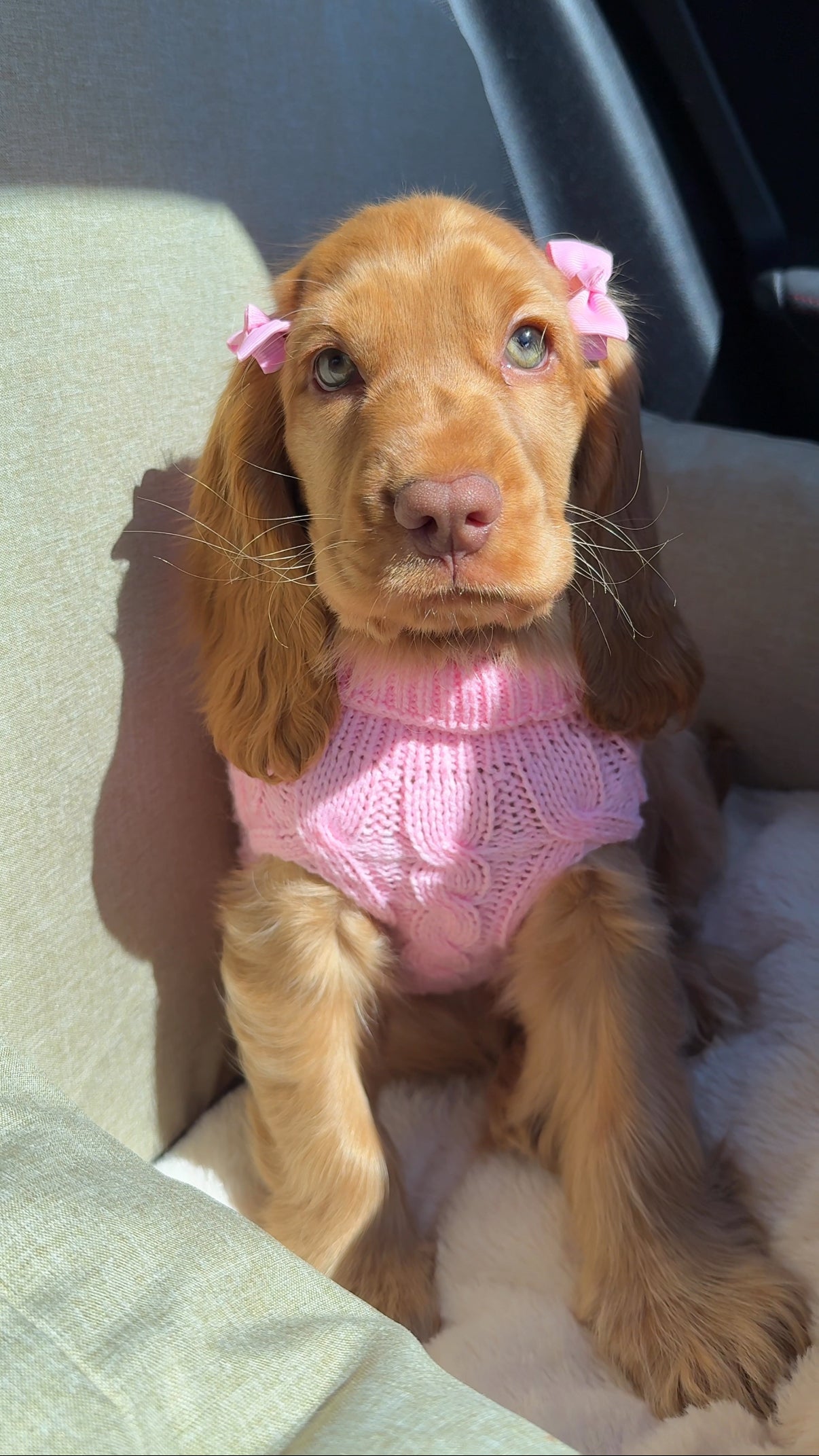 Baby Princess Penny wearing a pink knitted jumper and bows