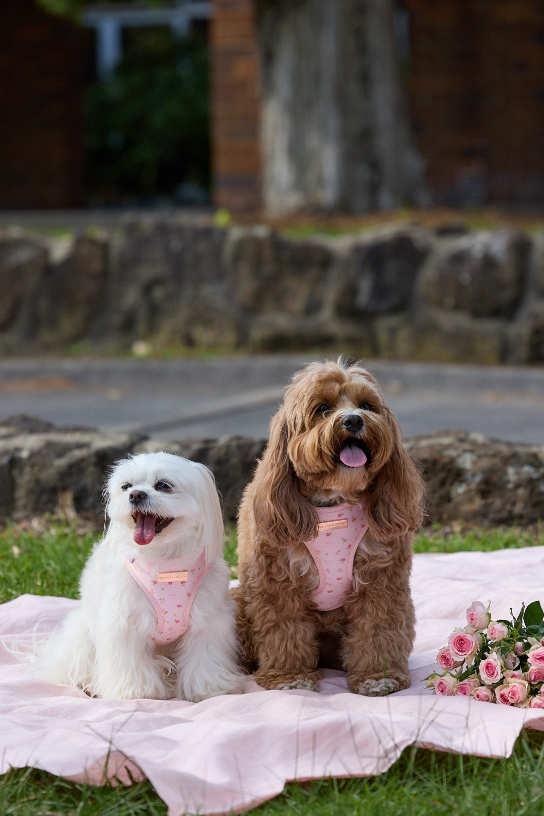Two dogs wearing pink Royal Closet harnesses