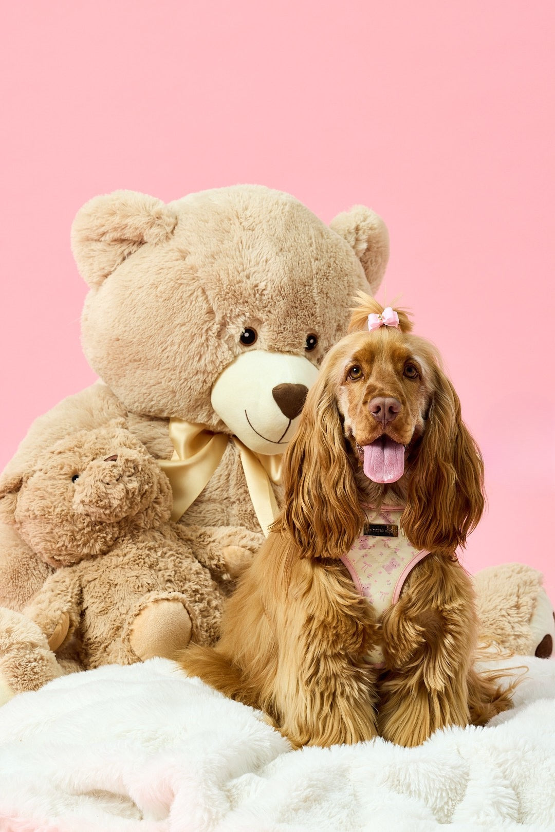 Dog wearing a pink Royal Closet harness beside teddy bears