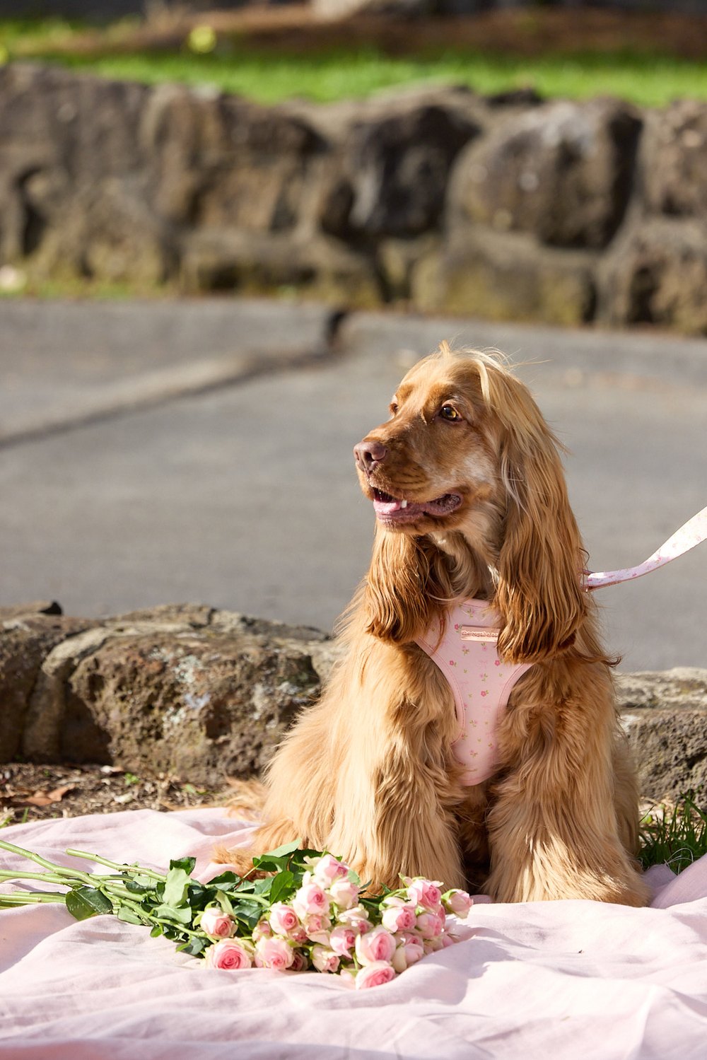 Dog wearing a pink Royal Closet harness on a picnic blanket with roses