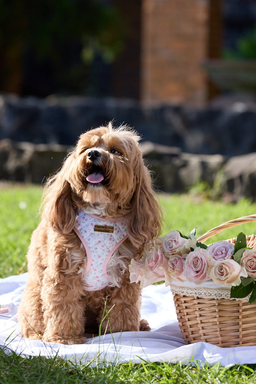 Dog wearing The Rose Harness beside a flower basket