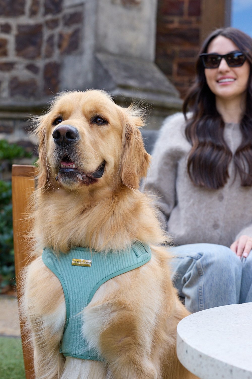 Dog wearing The Sage Harness with owner seated behind